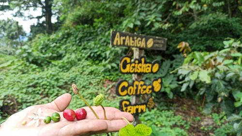 Turismo cafetero en Panamá